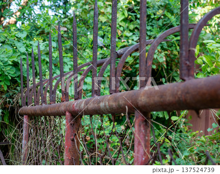Vintage Rusty Iron Fence Overgrown with Green Plants and Vines 137524739