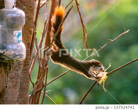 Orange Tail Squirrel Hanging on Tree Branch Eating - Acrobatic Wild Rodent Behavior in Natural Habitat Orange Tail Squirrel Hanging on Tree Branch Eating - Acrobatic Wild Rodent Behavior in Natural Habitat 137524741