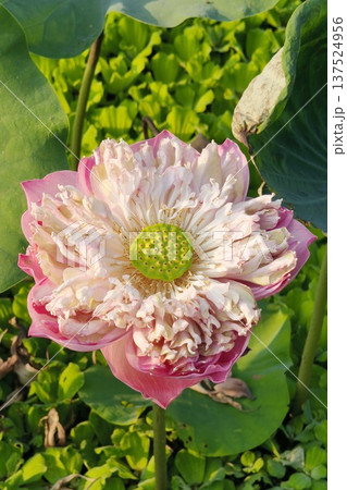 Close up pink color fresh lotus blossom  137524956