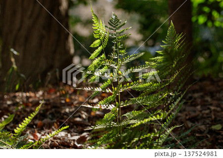 木漏れ日に照らされるシダ植物 森の自然風景 木漏れ日に照らされるシダ植物 森の自然風景 137524981