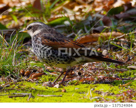 苔の上に立つツグミ 日本の冬鳥 苔の上に立つツグミ 日本の冬鳥 137524984