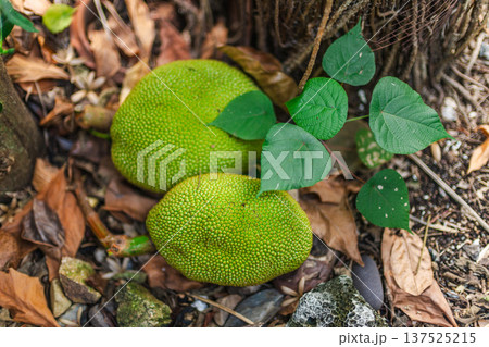 Green jackfruit fruits lying on ground under tropical tree in natural environment 137525215