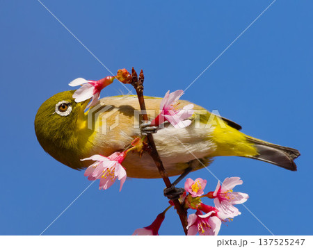 青空と桜の花にとまるメジロ 春の野鳥 青空と桜の花にとまるメジロ 春の野鳥 137525247