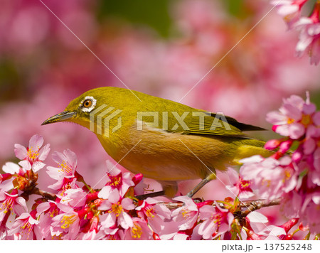 満開の桜の枝にとまるメジロ 春の野鳥 満開の桜の枝にとまるメジロ 春の野鳥 137525248
