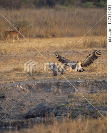 wild long billed indian Vulture Gyps indicus and White rumped vulture Gyps bengalensis flying wingspan flock or family in winter season safari at bandhavgarh National Park forest madhya pradesh india wild long billed indian Vulture Gyps indicus and White rumped vulture Gyps bengalensis flying wingspan flock or family in winter season safari at bandhavgarh National Park forest madhya pradesh india 137525435