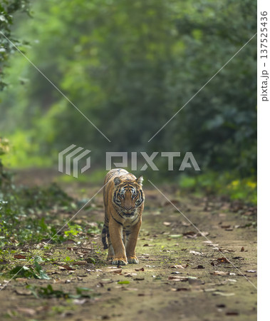 indian wild bengal male tiger or panthera tigris walking head on in natural scenic green background in winter season evening safari dhikala jim corbett national park forest reserve uttarakhand india indian wild bengal male tiger or panthera tigris walking head on in natural scenic green background in winter season evening safari dhikala jim corbett national park forest reserve uttarakhand india 137525436