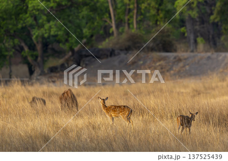 wild small spotted deer or chital or axis deer herd of fawn in natural scenic grassland in golden hour summer season safari at bandhavgarh national park forest tiger reserve madhya pradesh india 137525439