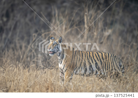 wild female bengal tiger or panthera tigris ambush in tall grass in grassland watching prey movements in summer season evening safari at bandhavgarh national park forest reserve madhya pradesh india wild female bengal tiger or panthera tigris ambush in tall grass in grassland watching prey movements in summer season evening safari at bandhavgarh national park forest reserve madhya pradesh india 137525441