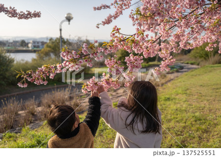 河津桜と子供達の後ろ姿 137525551