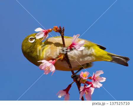 青空と桜の花にとまるメジロ 春の野鳥 青空と桜の花にとまるメジロ 春の野鳥 137525710
