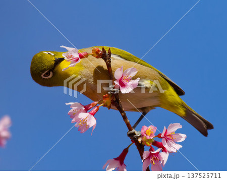 青空と桜の花にとまるメジロ 春の野鳥 青空と桜の花にとまるメジロ 春の野鳥 137525711