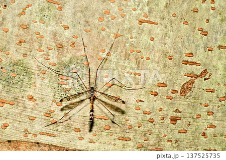 ガガンボの一種 ガガンボの一種 137525735