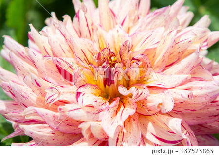 Dahlia flowers bush in the garden. Pink multicolor flower bud. Petal Plant bloom 137525865