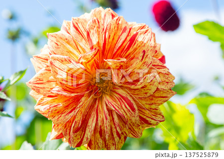 Dahlia flowers bush in the garden. Yellow orange beige color flower bud. Petal Plant bloom 137525879