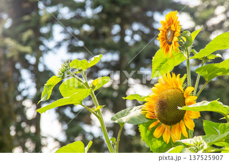 Yellow sunflower flower. 137525907