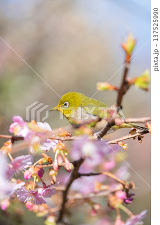 満開の河津桜とメジロ 満開の河津桜とメジロ 137525990