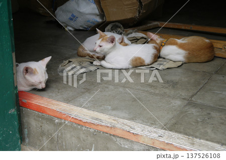 バンコク　カオサン通り　路地の猫 137526108