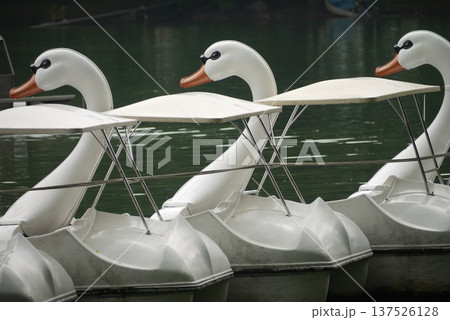 バンコク　ルンピニー公園のスワンボート 137526128