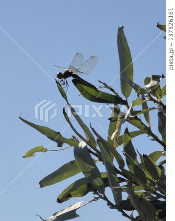 青空を背景に木に止まるトンボ(Dragonfly Perched on a Tree Agains) 青空を背景に木に止まるトンボ(Dragonfly Perched on a Tree Agains) 137526161