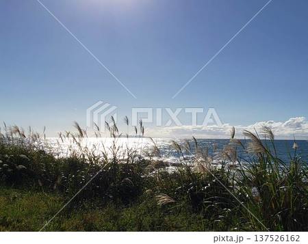 海とススキ(Sea and Pampas Grass)1 海とススキ(Sea and Pampas Grass)1 137526162