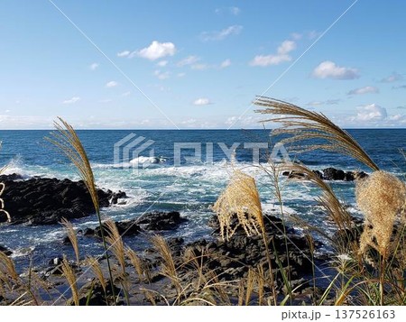 海とススキ(Sea and Pampas Grass)2 137526163