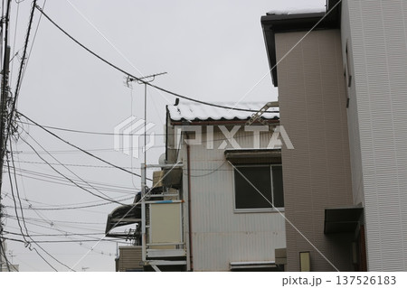 初雪 137526183