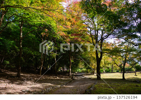 亀山公園(嵐山公園)の紅葉 亀山公園(嵐山公園)の紅葉 137526194