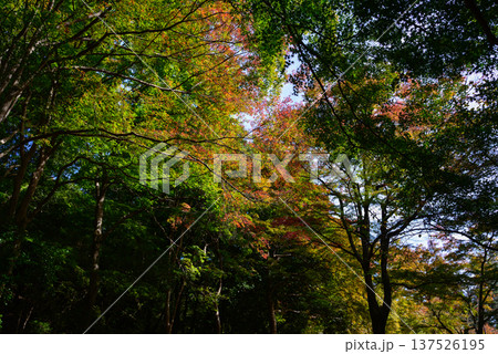 亀山公園(嵐山公園)の紅葉 亀山公園(嵐山公園)の紅葉 137526195