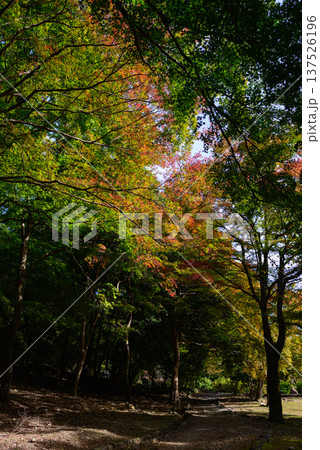 亀山公園（嵐山公園）の紅葉 137526196