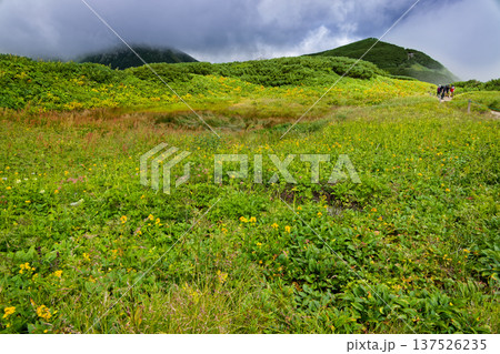 北アルプス・弓折岳稜線の花畑と双六小屋へ向かう登山者 北アルプス・弓折岳稜線の花畑と双六小屋へ向かう登山者 137526235