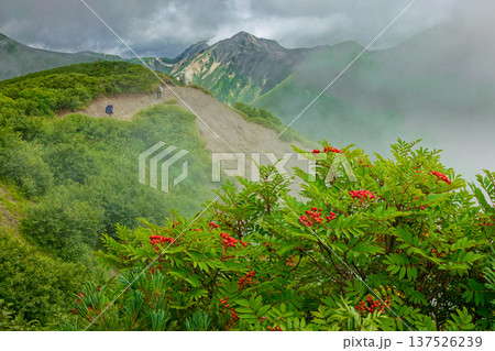 雲湧く北アルプス・弓折岳稜線のナナカマドの実と鷲羽岳 137526239