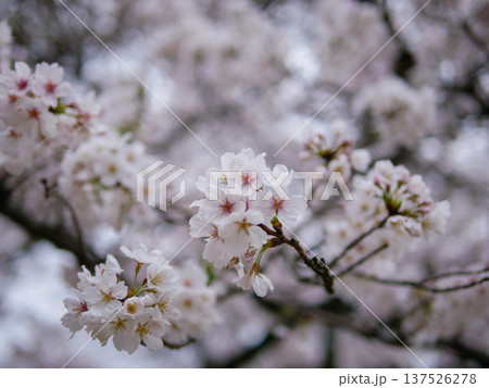 桜咲く 137526278