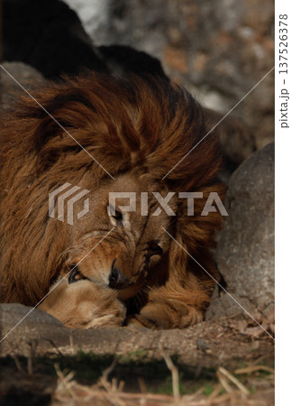 雄ライオンの表情（動物園） 137526378
