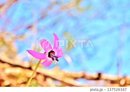 早春の雪国に咲くカタクリの花 137526387