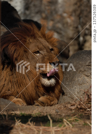雄ライオンの表情（動物園） 137526389