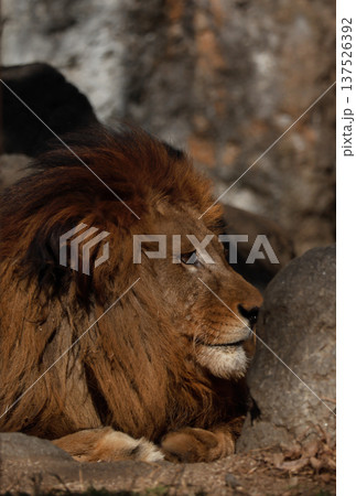 雄ライオンの表情（動物園） 137526392