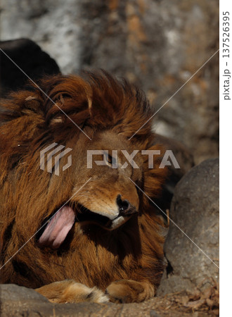 雄ライオンの表情（動物園） 137526395