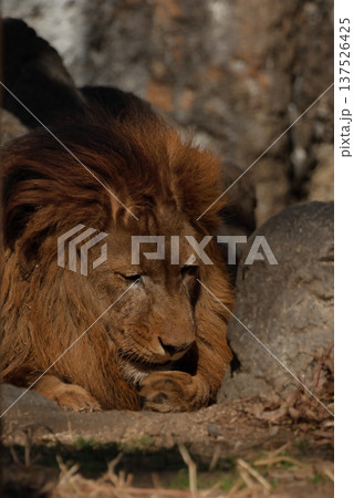 雄ライオンの表情（動物園） 137526425