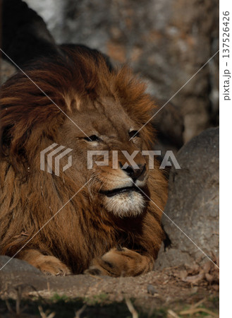 雄ライオンの表情（動物園） 137526426