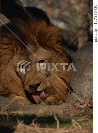 雄ライオンの表情（動物園） 137526430