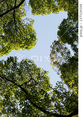 新緑の木々と青空 見上げる森林の自然風景 新緑の木々と青空 見上げる森林の自然風景 137526589