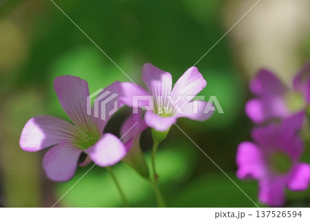 ムラサキカタバミの花 137526594