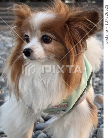 夕風とパピヨン 137526628