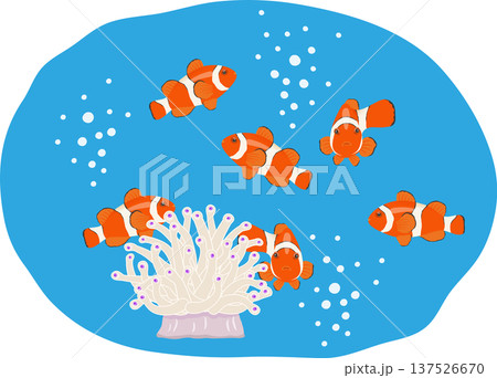 カクレクマノミ　背景付き 137526670