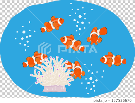 カクレクマノミ　背景付き 137526670
