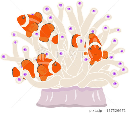 イソギンチャクとカクレクマノミ 137526671