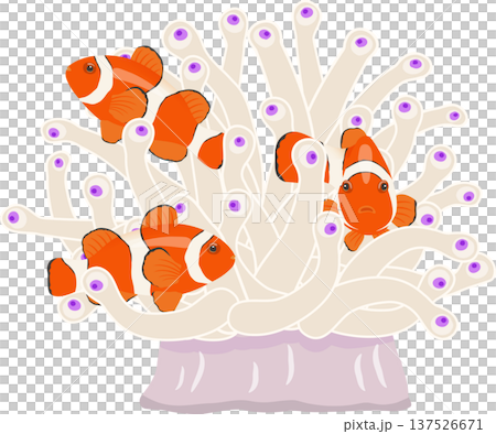 イソギンチャクとカクレクマノミ 137526671