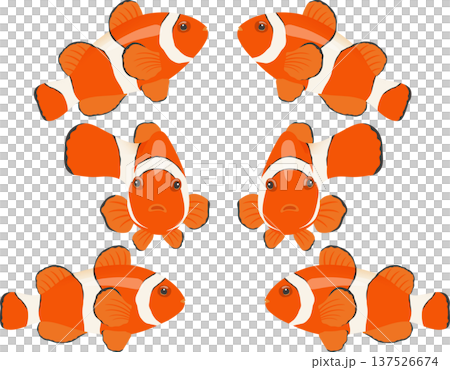 多條小丑魚 137526674