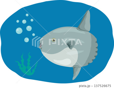 マンボウ　背景付き 137526675