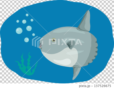 マンボウ　背景付き 137526675